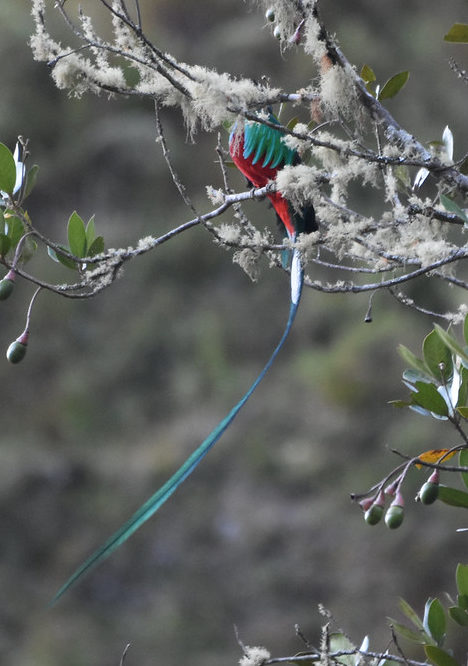 Resplendent Quetzal Savegre Valley Costa Rica