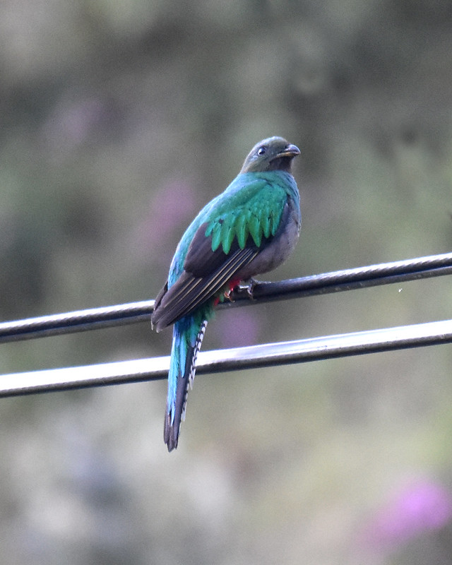 Resplendent Quetzal Savegre Valley Costa Rica