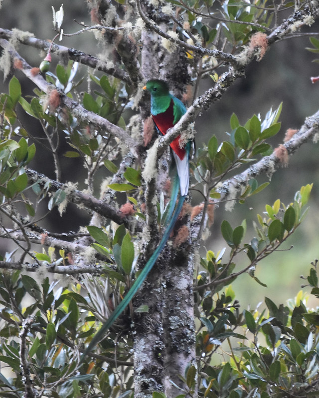 Resplendent Quetzal Savegre Valley Costa Rica
