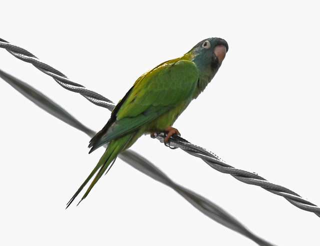Blue-crowned Parakeet