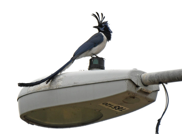 Black-throated Magpie-Jay San Diego, CA