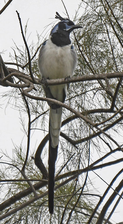 Black-throated Magpie-jay San Diego, CA