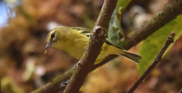Yellow-winged Vireo Savegre Lodge Costa Rica