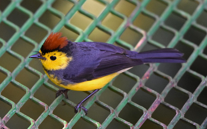 Collared Redstart Suenos del Bosque Costa Rica
