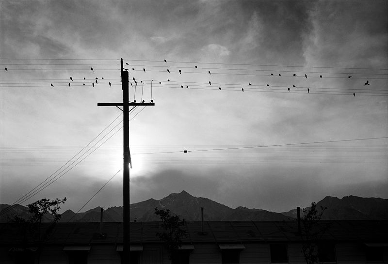 Birds on Wire, Manzanar, Ansel Adams