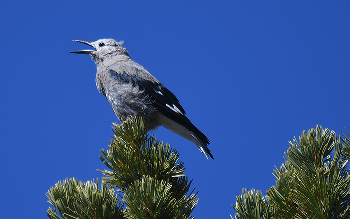 Clark's Nutcracker Leavitt Lake California