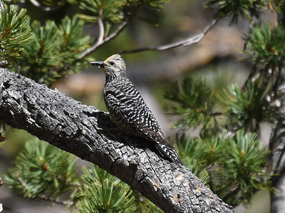 Williamson's Sapsucker Leavitt Lake California