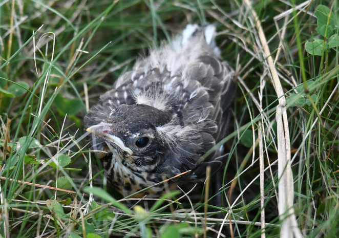 American Robin hatchling