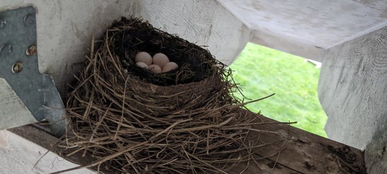Eastern Phoebe nest Maine