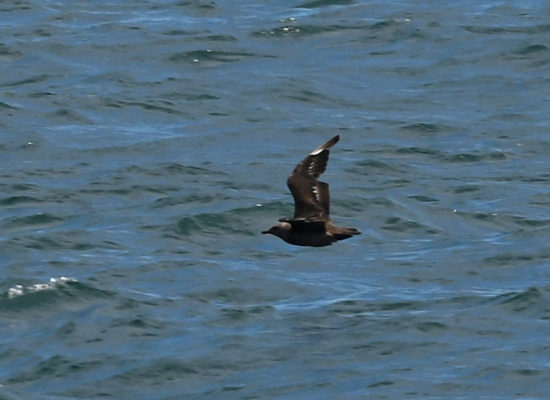 South Polar Skua Maine