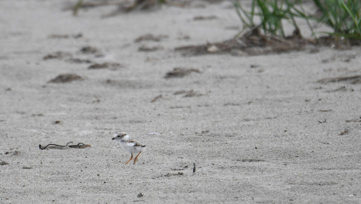Piping Plover Good Harbor Beach Gloucester, MA