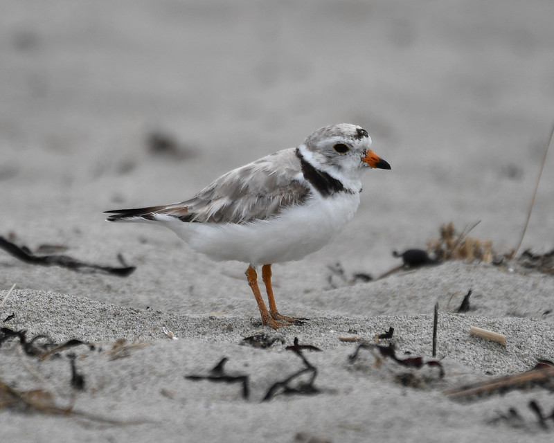 Piping Plover Gloucester, MA