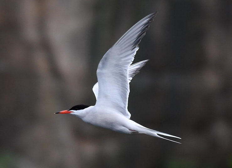 Common Tern Halibut Point State Park