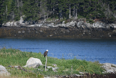 Bald Eagle Maine