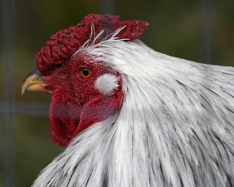 Chicken Maine