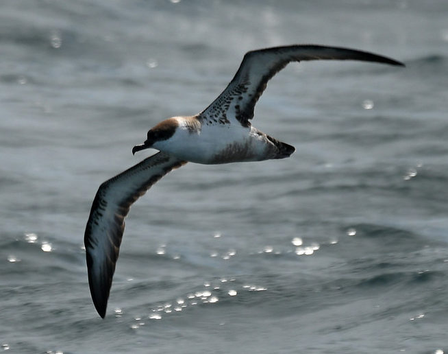 Great Shearwater Maine