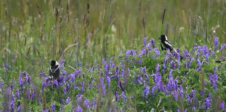 Bobolinks Maine