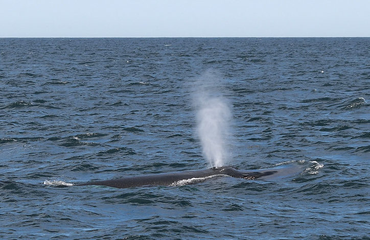 Humpback whale Gulf of Maine