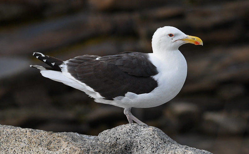 Great Black-backed Gull, Halibut Point