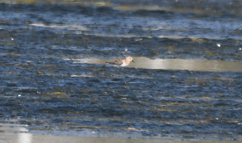 Red-necked Stint Malibu Lagoon