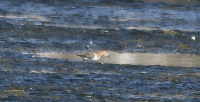 Red-necked Stint Malibu Lagoon