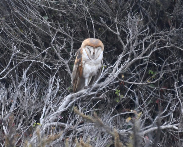 Barn Owl Montana de Oro State Park