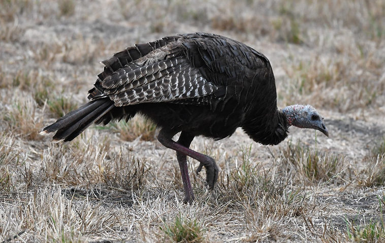 Wild Turkey Islay Creek Campgroun
