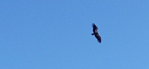 California Condor Zion National Park Utah