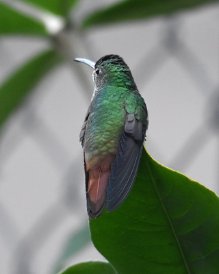 Rufous-tailed Hummingbird Orosi Costa Rica