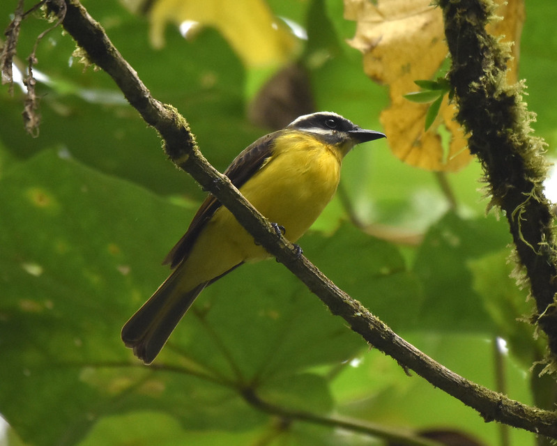 Golden-belllied Flycatcher Orosi Costa Rica