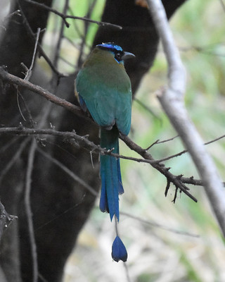 Lessen's Motmot San jose Costa Rica