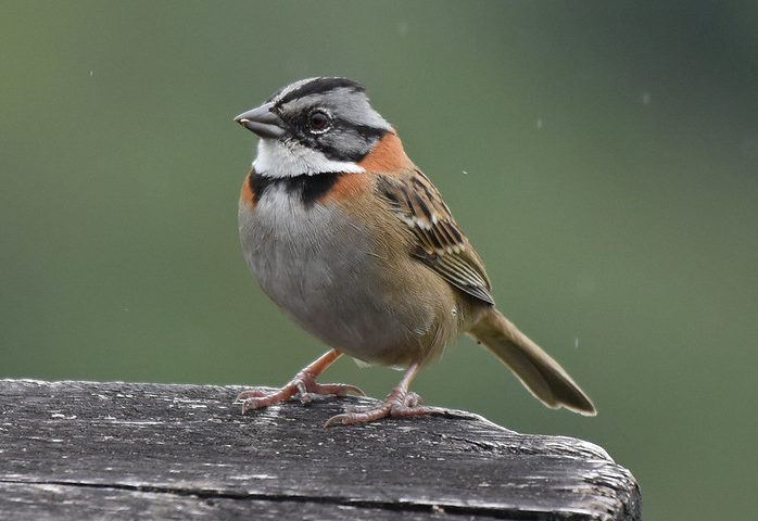 Rufous-collared Sparrow Orosi Costa Rica