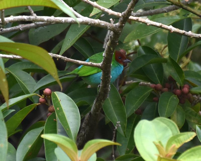 Bay-headed Tanager Orosi Costa Rica