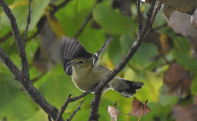 Bay-breasted Warbler Los Angeles