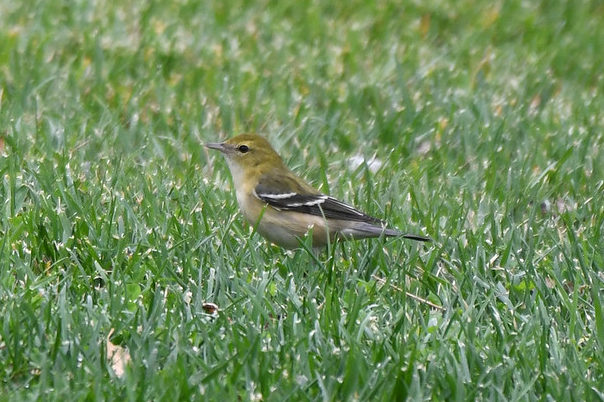 Bay-breasted Warbler Los Angeles, CA
