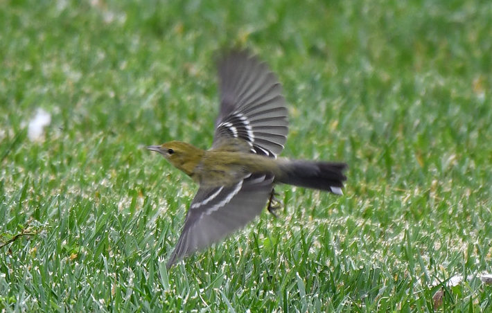 Bay-breasted Warbler Los Angeles, CA
