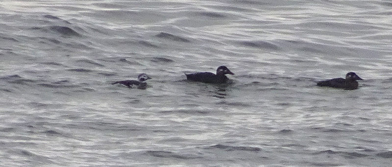 Long-tailed Duck Playa del Rey, CA
