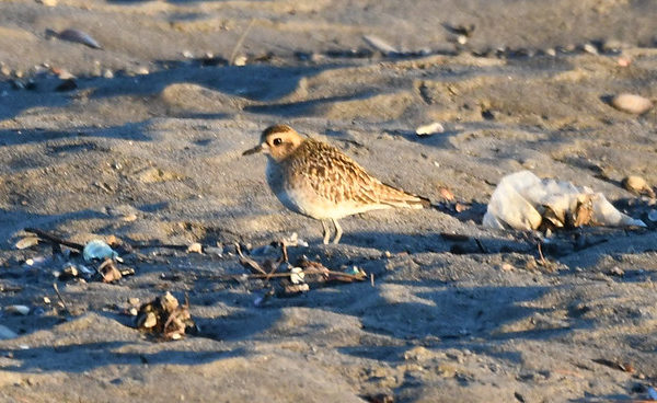 Pacific Golden-Plover Ballona Creek
