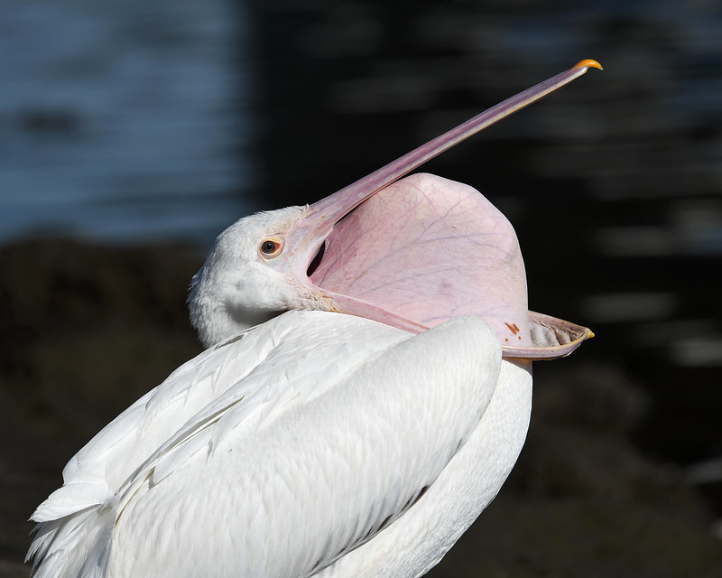 American White Pelican Ballona Creek
