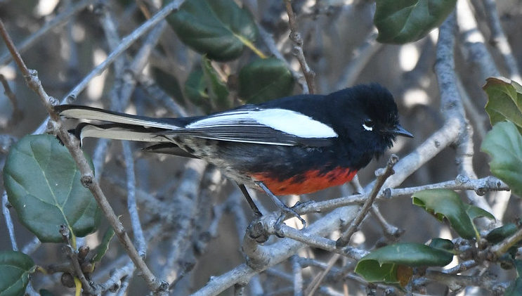 Painted Bunting Inglewood California