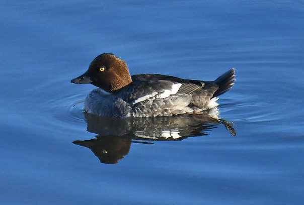 Common Goldeneye Ballona Creek